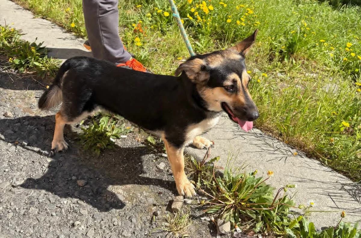 Julie, goud young Mixed Breed for adoption at PetConnect