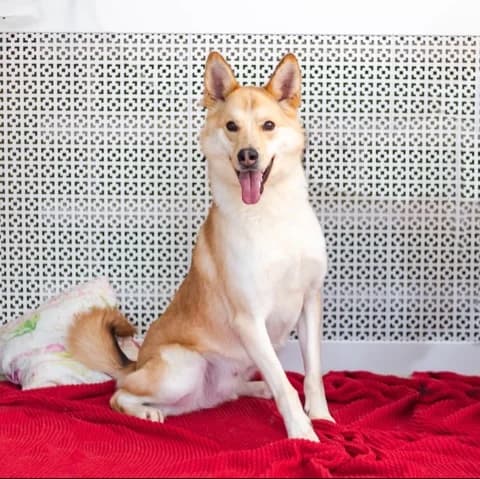 Fox! Altijd blij, 5yo Mixed Breed for adoption at PetConnect