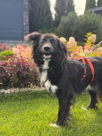 Micky, young Mixed Breed for adoption at PetConnect