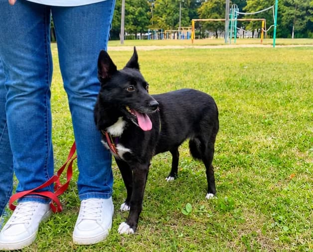 ♡Yuta♡, 3yo Mixed Breed for adoption at PetConnect