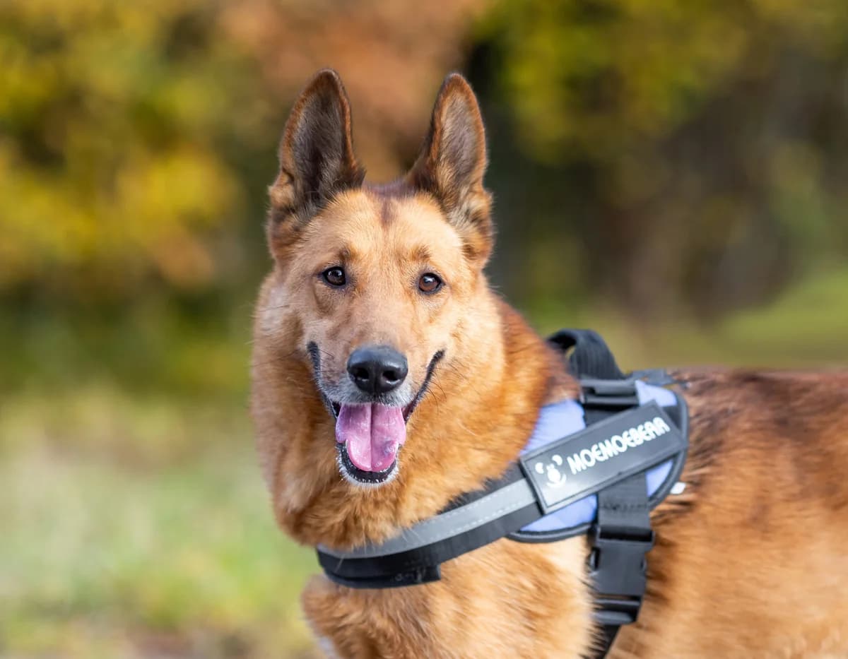 Joy 💛 vreugde op pootjes, 5yo Mixed Breed for adoption at PetConnect
