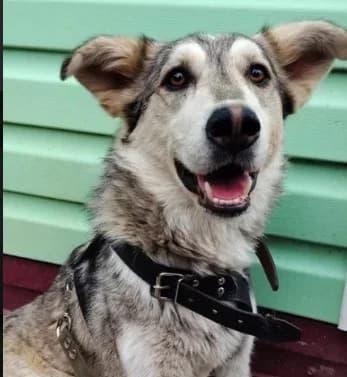 Knor (Knorretje), 4yo Mixed Breed for adoption at PetConnect
