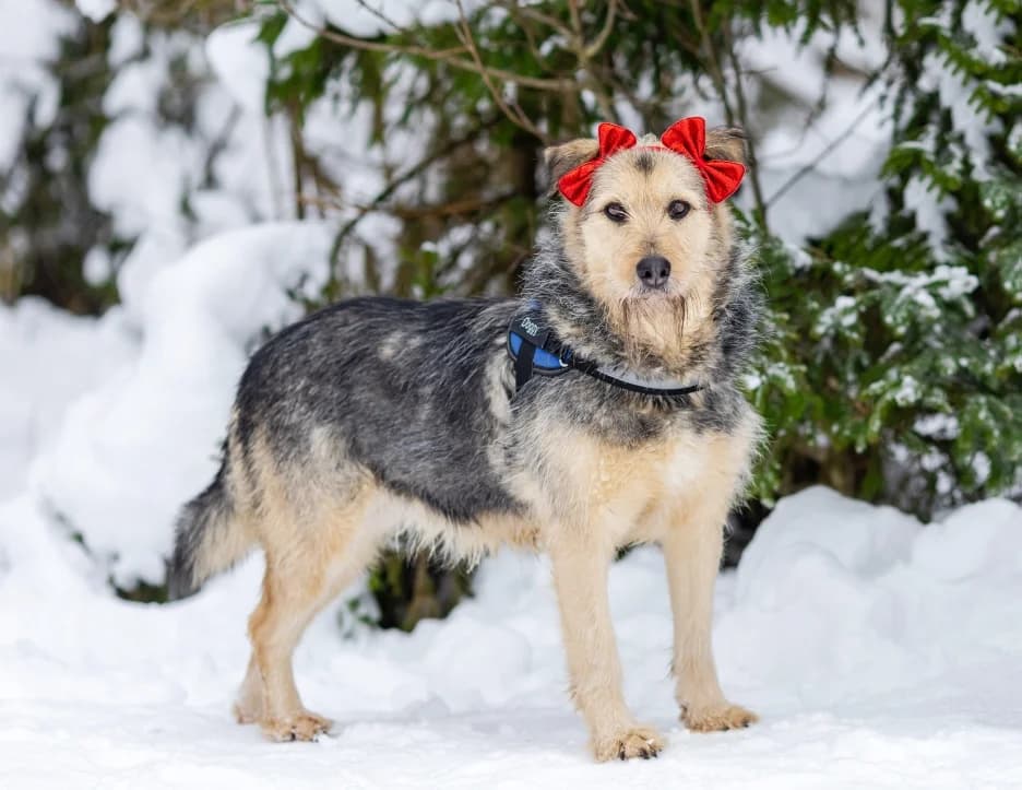 Remmi, 6yo Mixed Breed for adoption at PetConnect