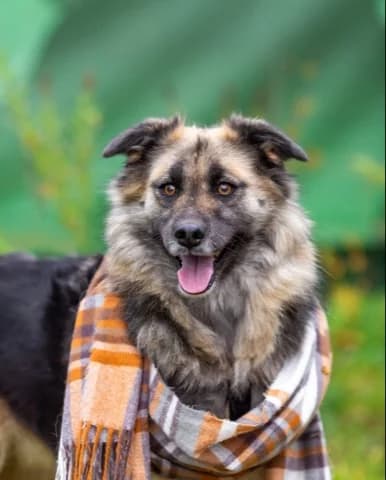 Milady 💛 zo bijzonder, 5yo Mixed Breed for adoption at PetConnect