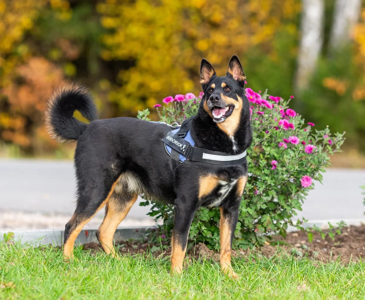 Torry 🐾 altijd vrolijk, 3yo Mixed Breed for adoption at PetConnect