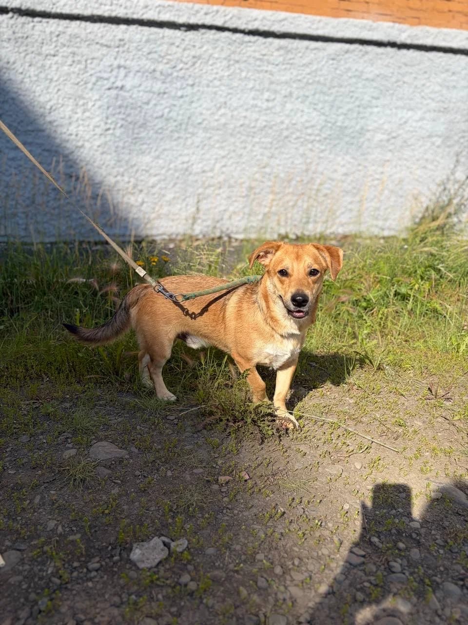 🐾 Charlie, young Mixed Breed for adoption at PetConnect