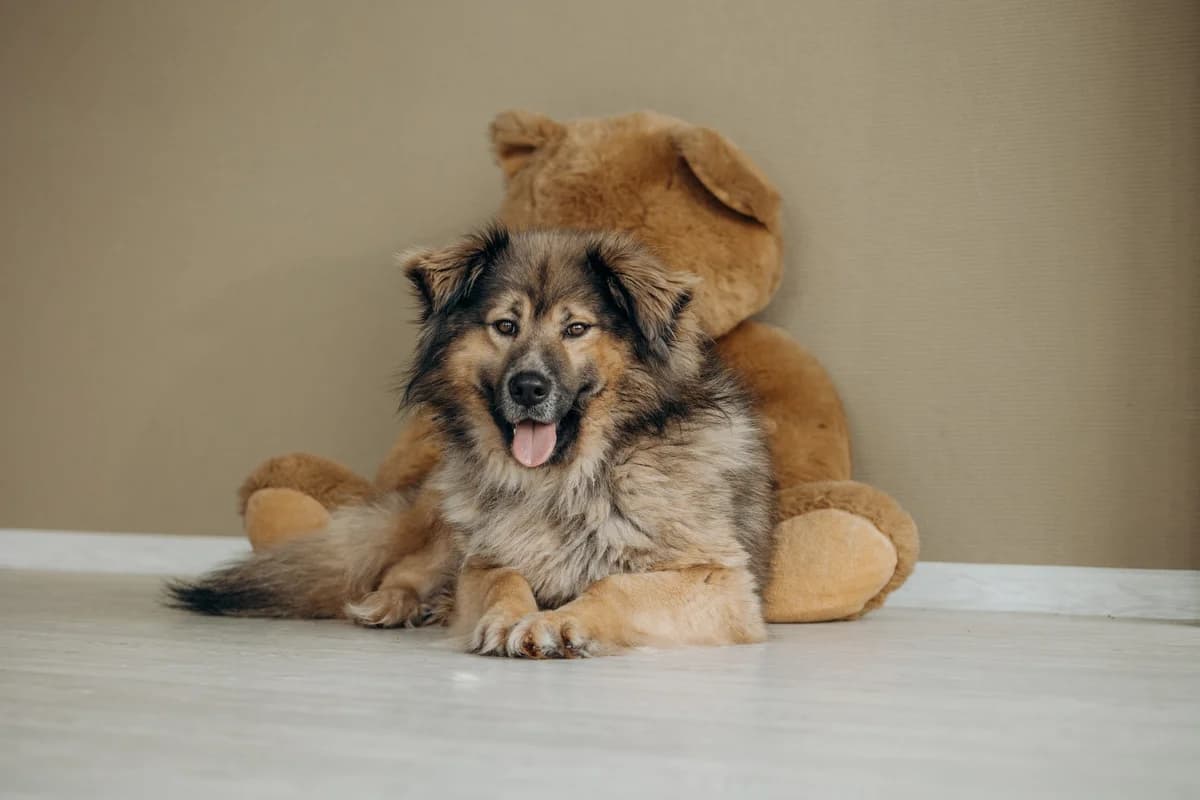 Finn, young Mixed Breed for adoption at PetConnect