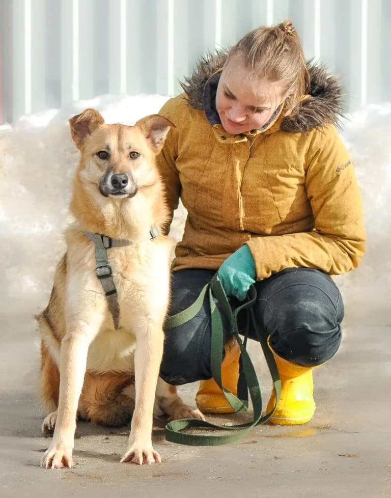 Koritsa (Kora) 55 cm, goud 5yo Mixed Breed for adoption at PetConnect