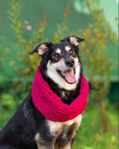 Suri 🐾 jouw zonnetje, young Mixed Breed for adoption at PetConnect