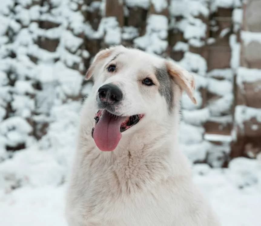 ❄️ Dit is Aiko… wit en één en al liefde 💛, 5yo Mixed Breed for adoption at PetConnect