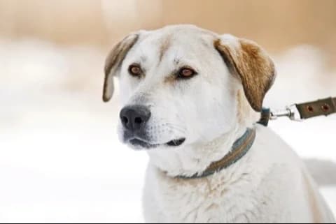 Belka 💛 één en al liefde, 3yo Mixed Breed for adoption at PetConnect