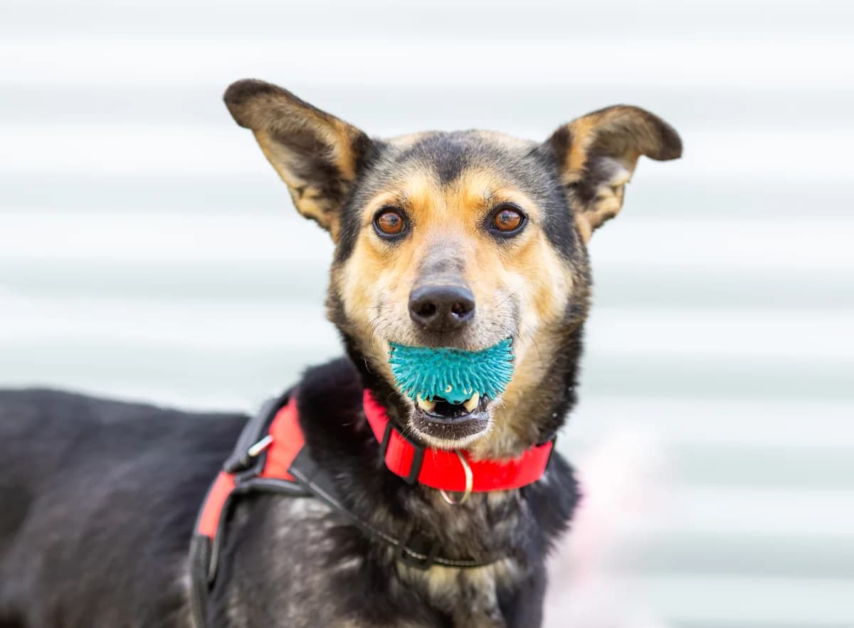 Polaris, 4yo Mixed Breed for adoption at PetConnect