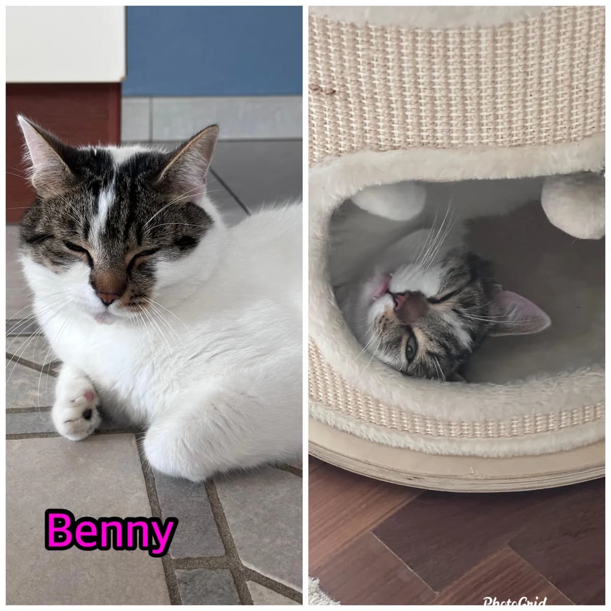 Benny, Mixed Breed for adoption at Poespartoe VZW, Brugge