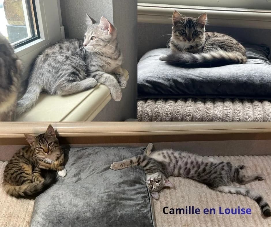 Camille En Louise Duo, puppy Mixed Breed for adoption at Poespartoe VZW, Brugge