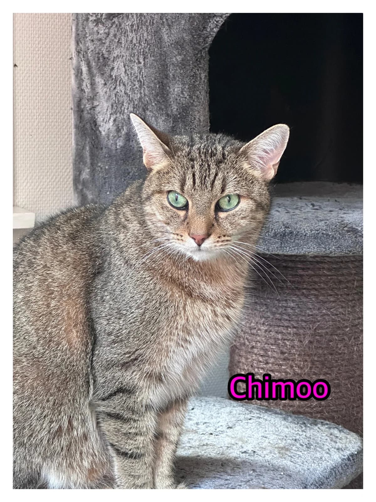 Chimoo En Nana, Mixed Breed for adoption at Poespartoe VZW, Brugge