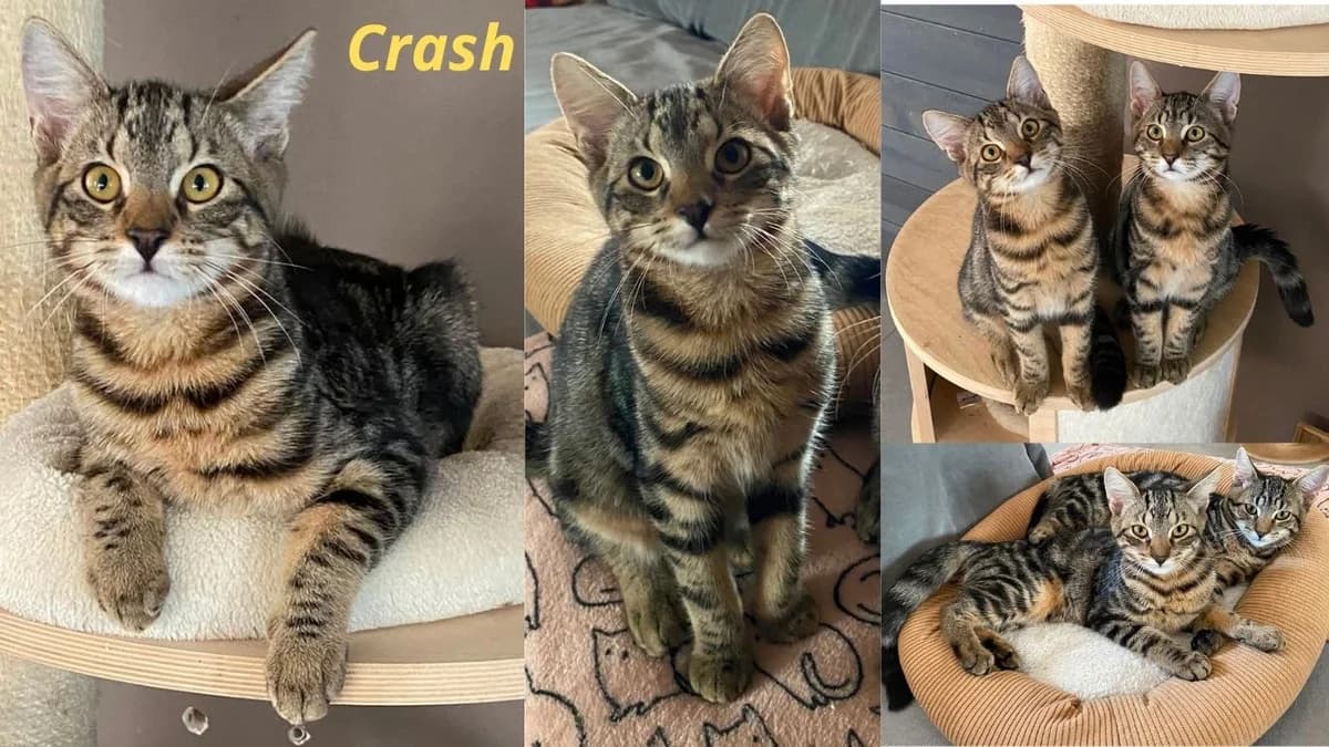 Crash, Mixed Breed for adoption at Poespartoe VZW, Brugge