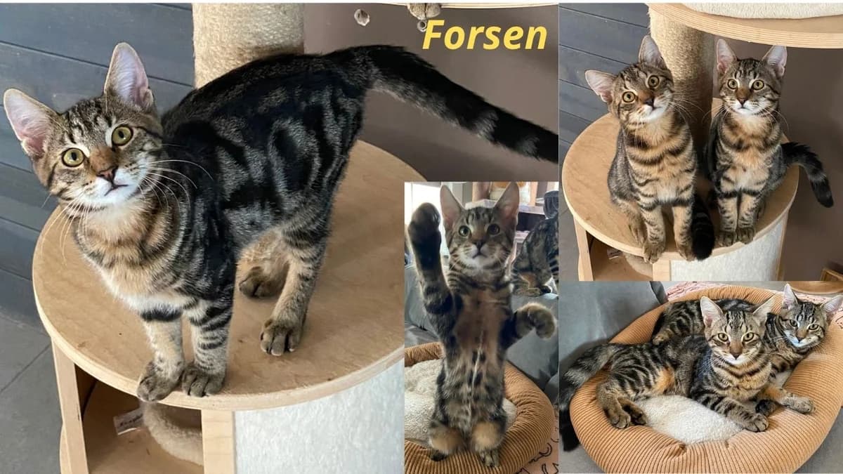 Forsen, Mixed Breed for adoption at Poespartoe VZW, Brugge