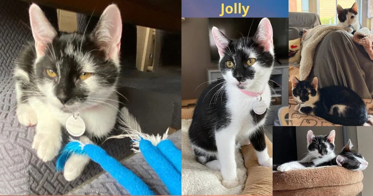 Jolly, female Mixed Breed for adoption at Poespartoe VZW, Brugge