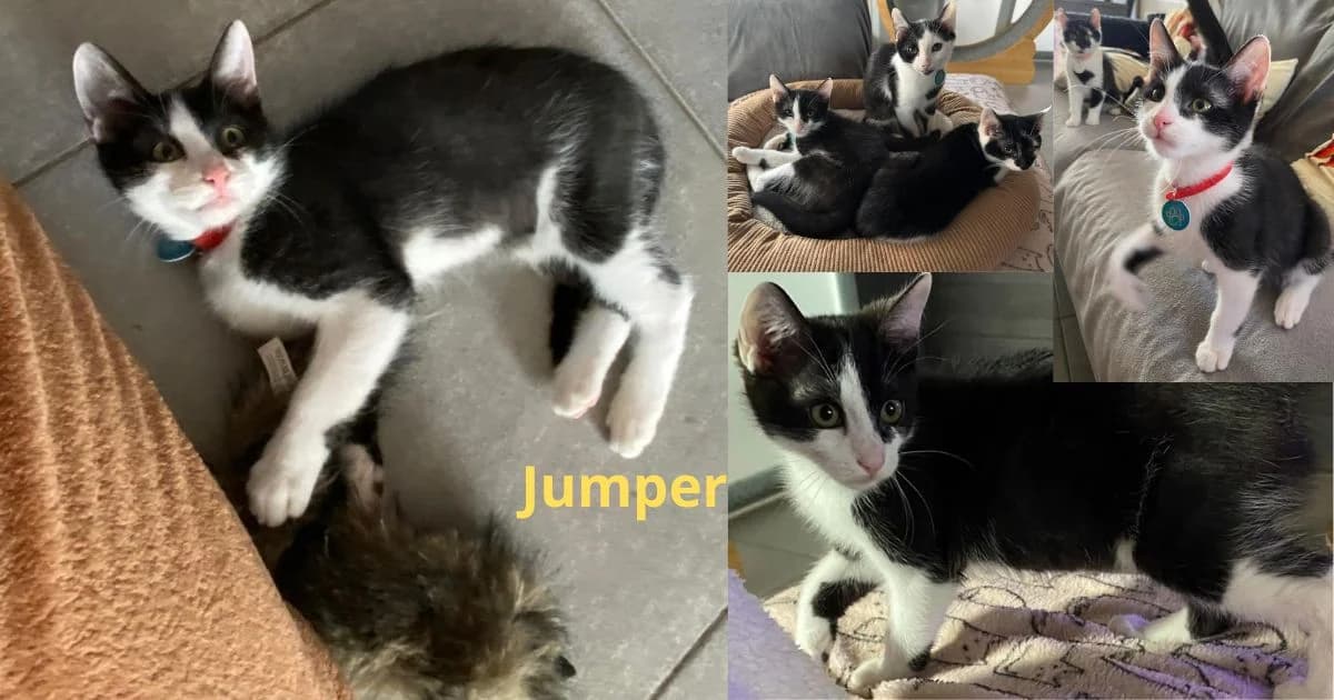 Jumper, male Mixed Breed for adoption at Poespartoe VZW, Brugge