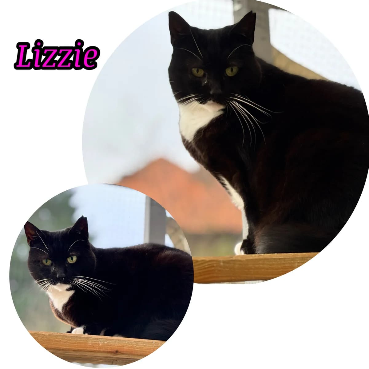 Lizzie, Mixed Breed for adoption at Poespartoe VZW, Brugge