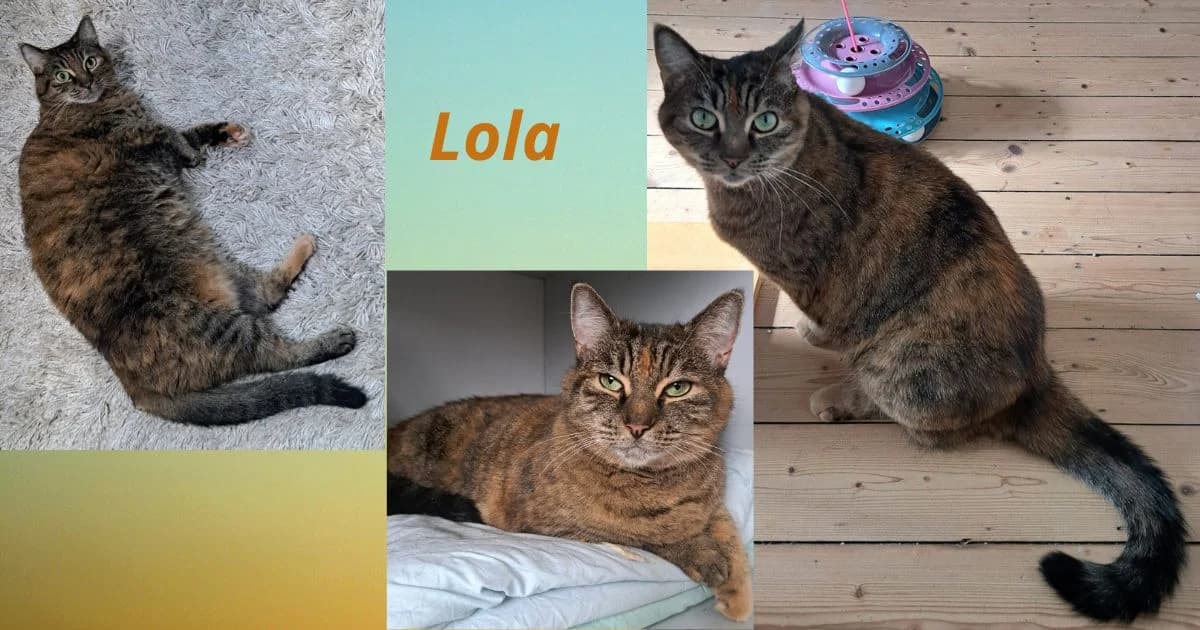 Lola, Mixed Breed for adoption at Poespartoe VZW, Brugge