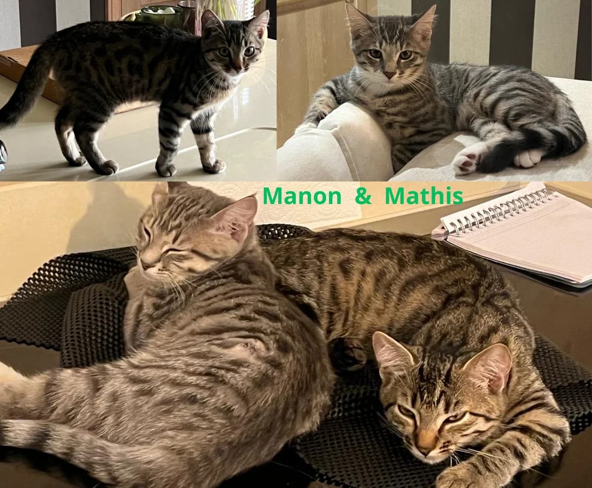 Manon En Mathis Duo, puppy Mixed Breed for adoption at Poespartoe VZW, Brugge
