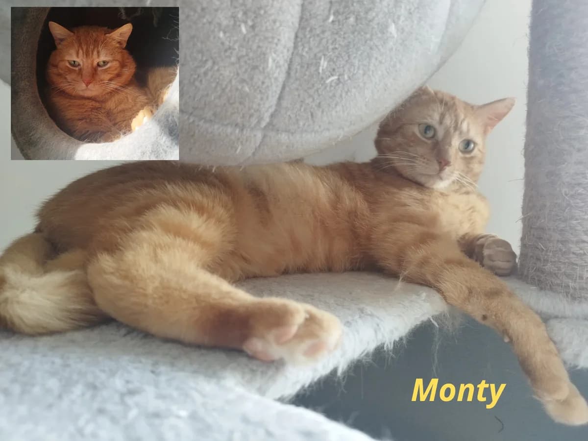 Monty, male Mixed Breed for adoption at Poespartoe VZW, Brugge
