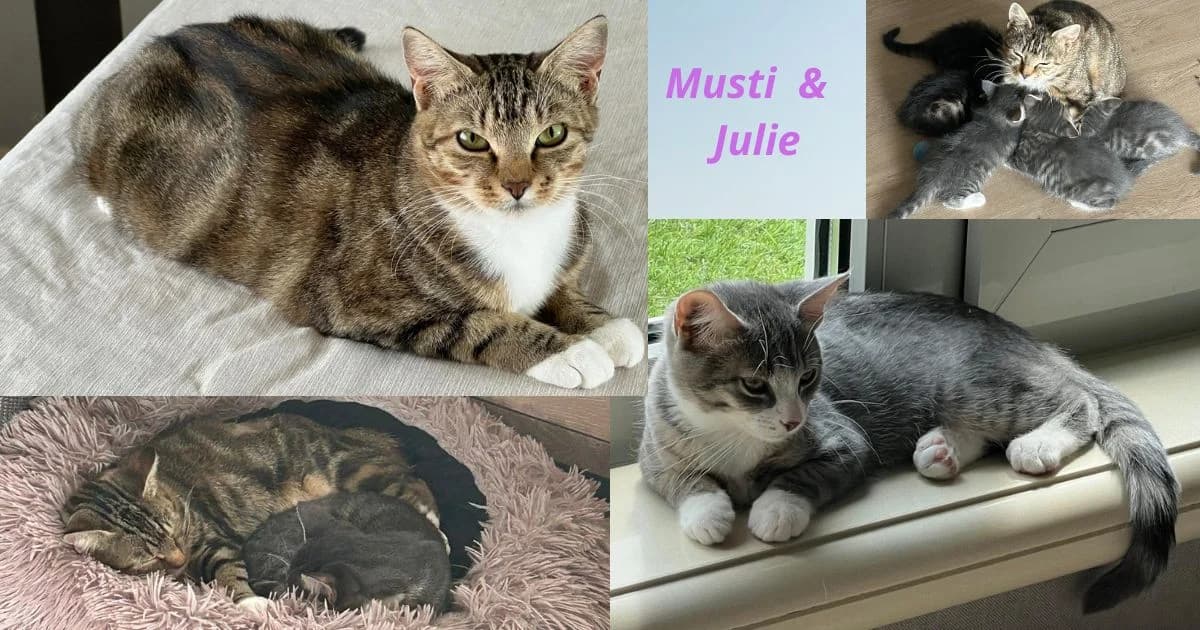 Musti En Julie Duo, puppy Mixed Breed for adoption at Poespartoe VZW, Brugge