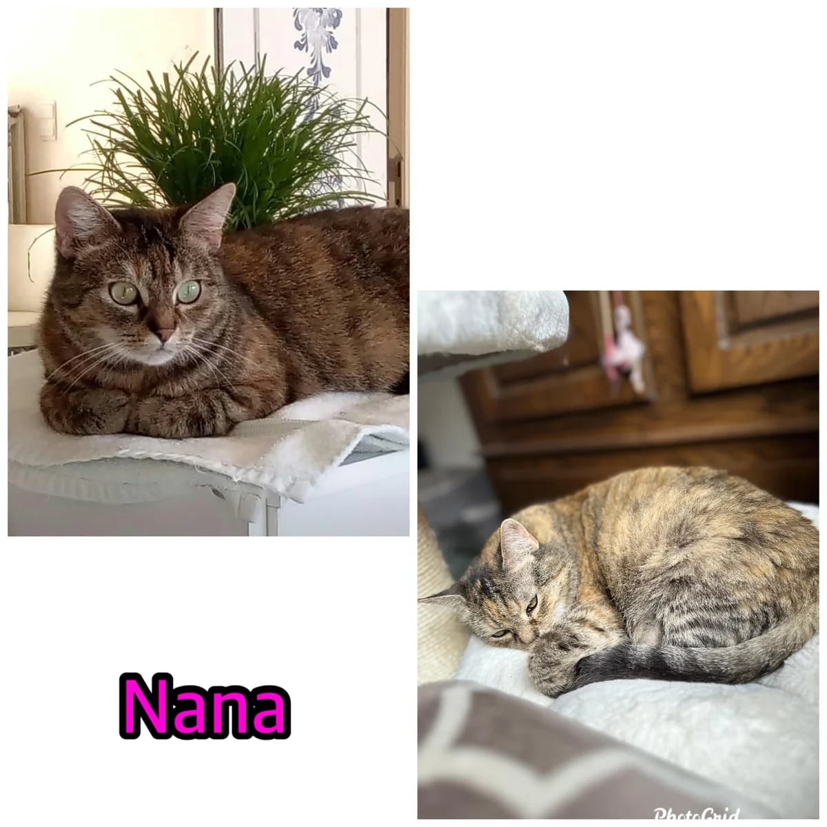 Nana, Mixed Breed for adoption at Poespartoe VZW, Brugge