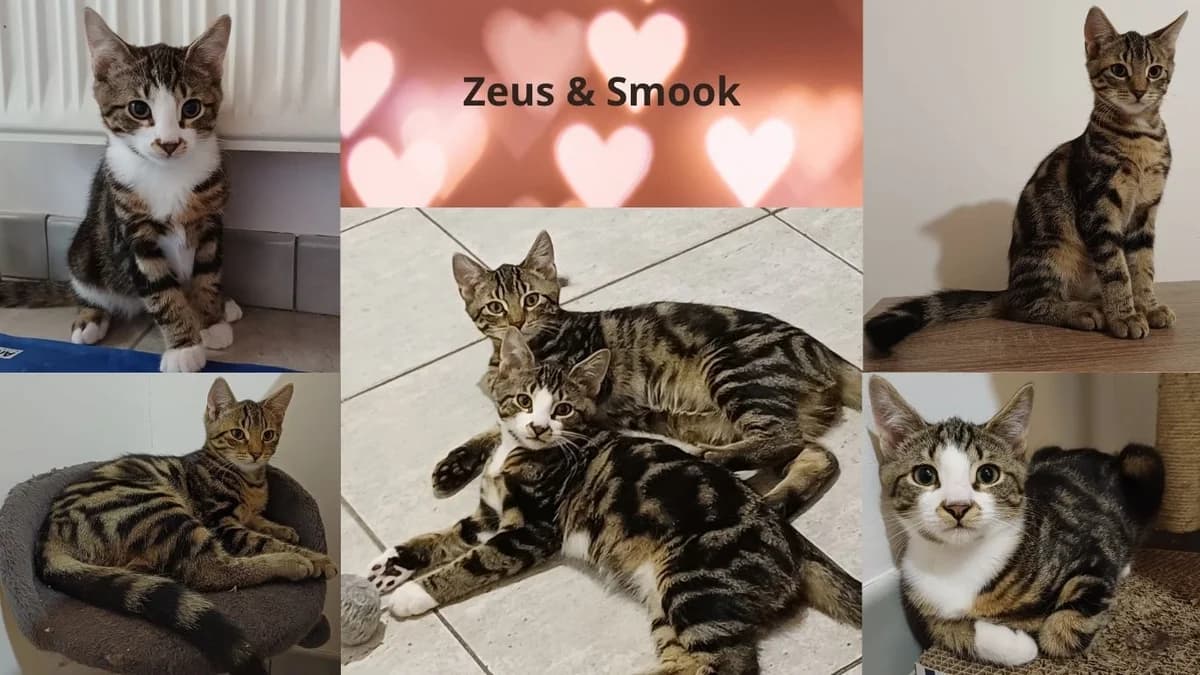 Smook En Zeus Duo, Mixed Breed for adoption at Poespartoe VZW, Brugge