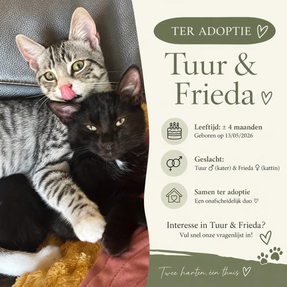 Frieda (en Tuur), female Mixed Breed Cat for adoption at Poezencentrale Vzw