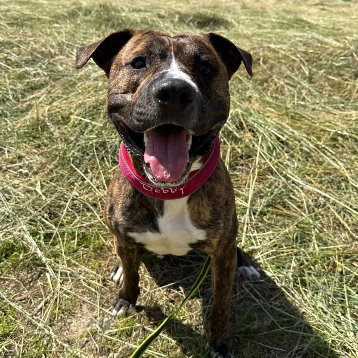 Thor, male young Mixed Breed for adoption at Pootjesparadijs Dierenopvangcentrum Zemst