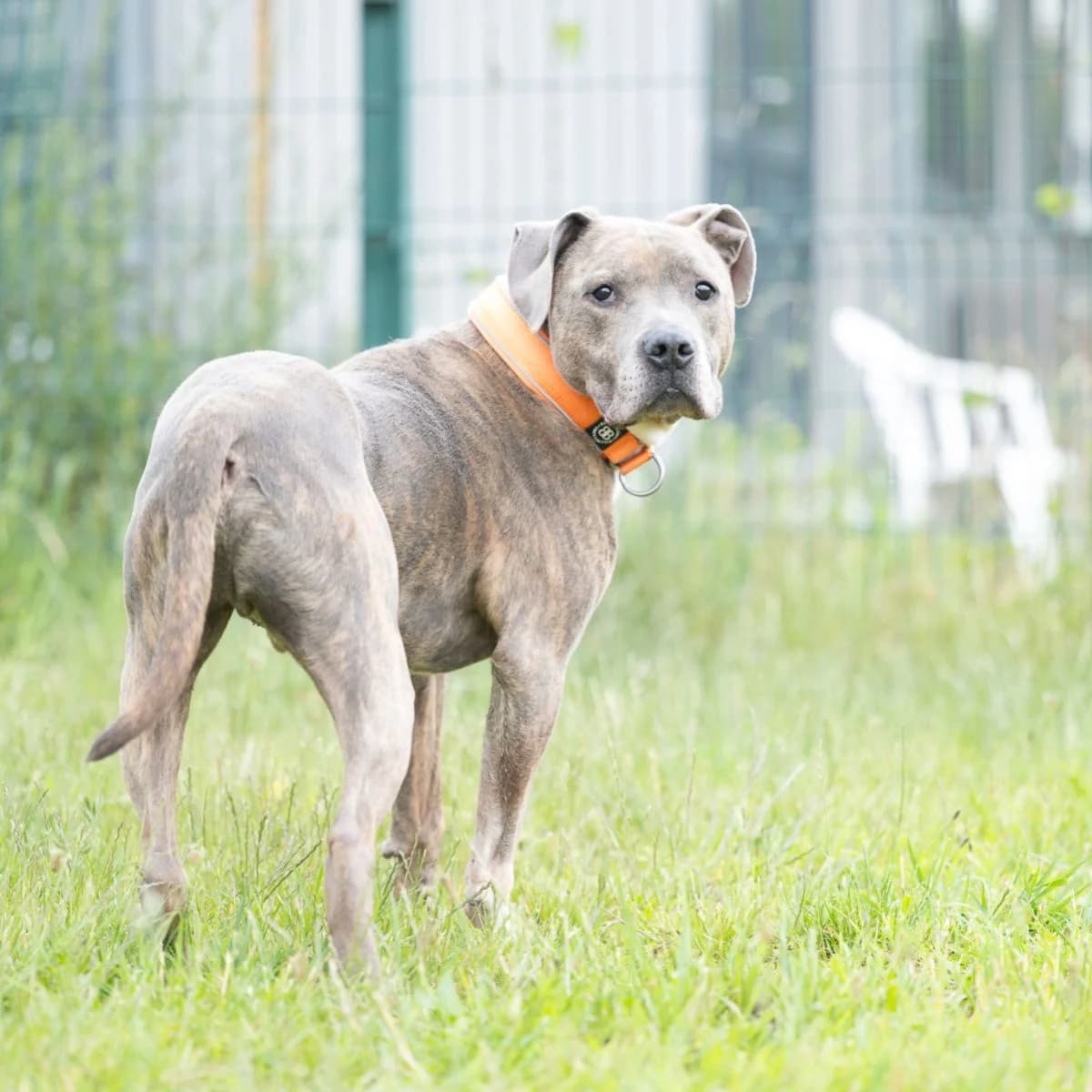 Jacx, male 7yo Mixed Breed for adoption at Pootjesparadijs Dierenopvangcentrum Zemst