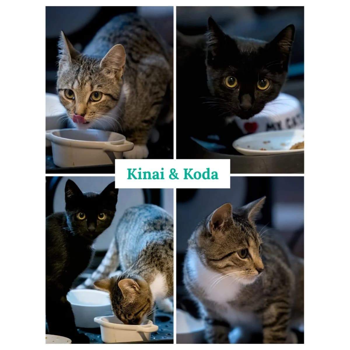 Kinai & Koda, zwart male puppy Mixed Breed for adoption at Pootjesparadijs Dierenopvangcentrum Zemst