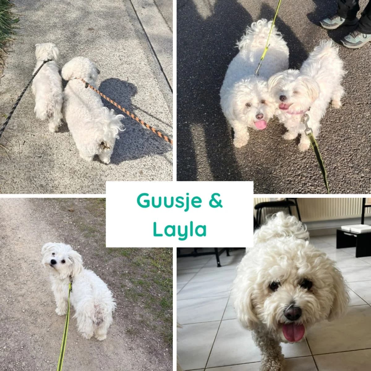 Guusje & Layla, male 5yo Mixed Breed for adoption at Pootjesparadijs Dierenopvangcentrum Zemst