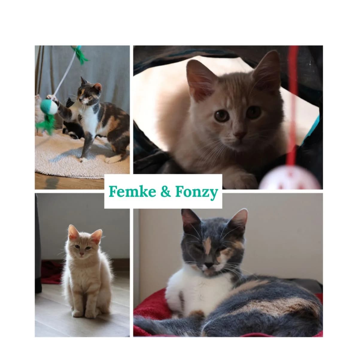 Femke & Fonzy, female young Mixed Breed for adoption at Pootjesparadijs Dierenopvangcentrum Zemst