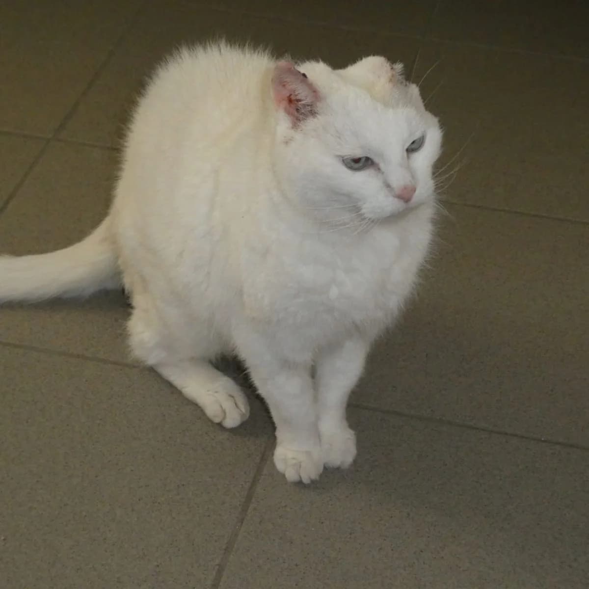 Neige, wit female senior Mixed Breed for adoption at Pootjesparadijs Dierenopvangcentrum Zemst