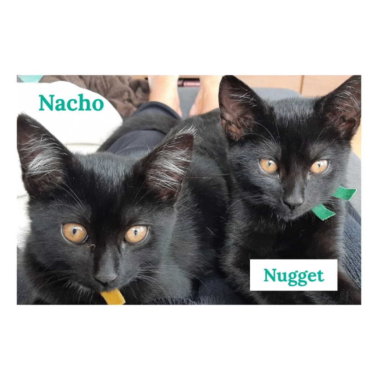 Nacho en Nugget, geel male puppy Mixed Breed for adoption at Pootjesparadijs Dierenopvangcentrum Zemst