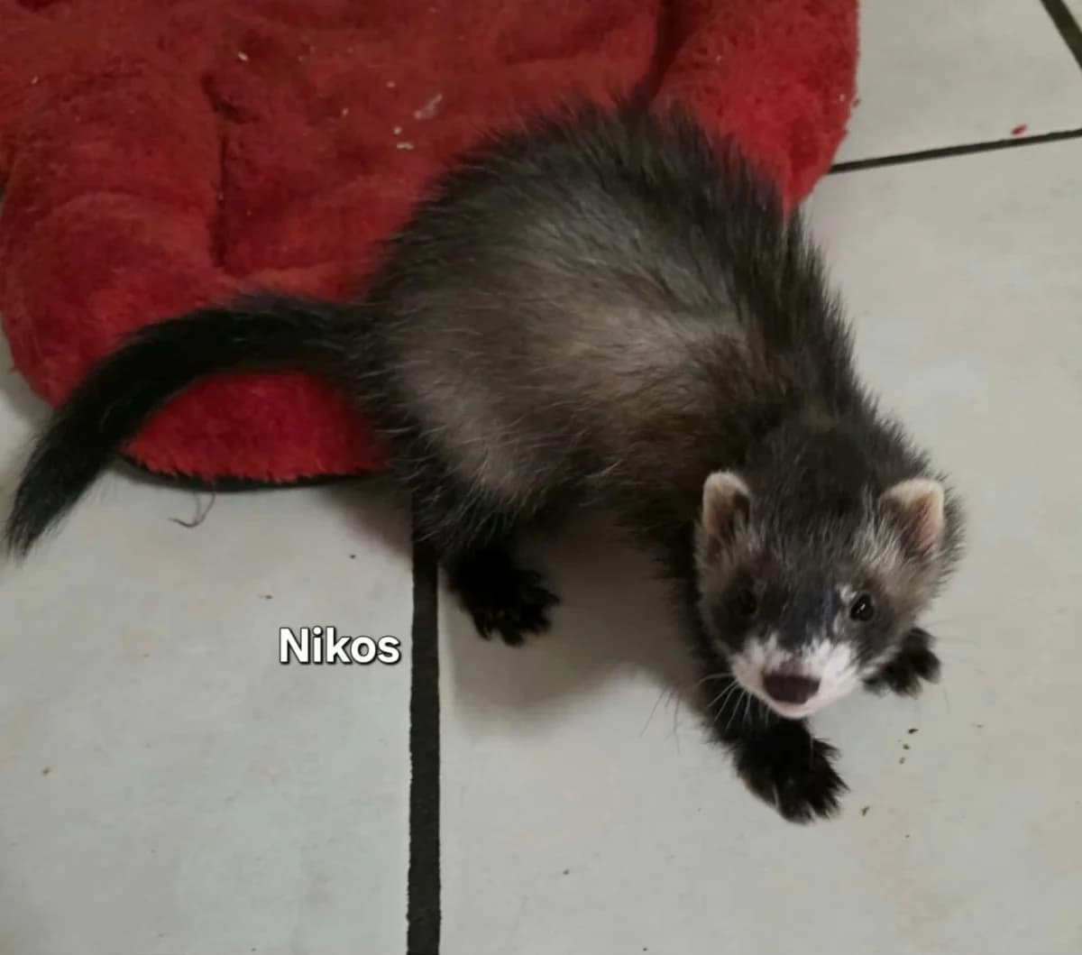 Nikos, male Mixed Breed for adoption at Protection du Furet