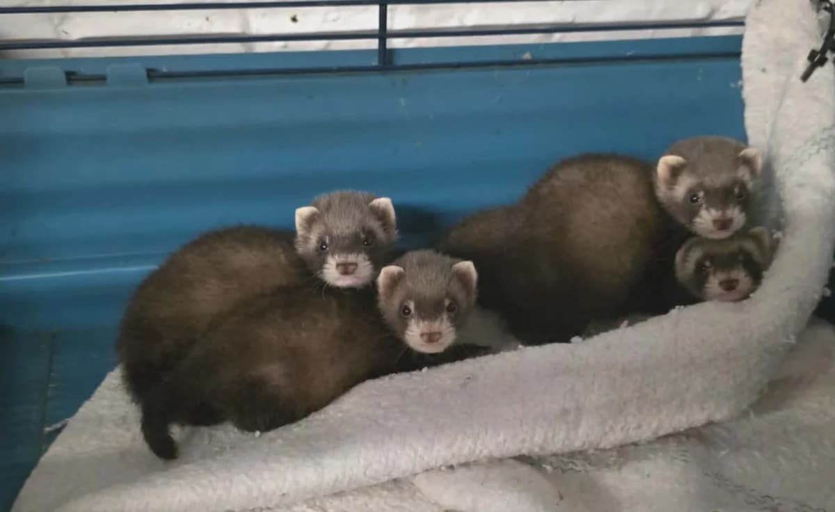 sauvetage de quatre petits, male Mixed Breed for adoption at Protection du Furet