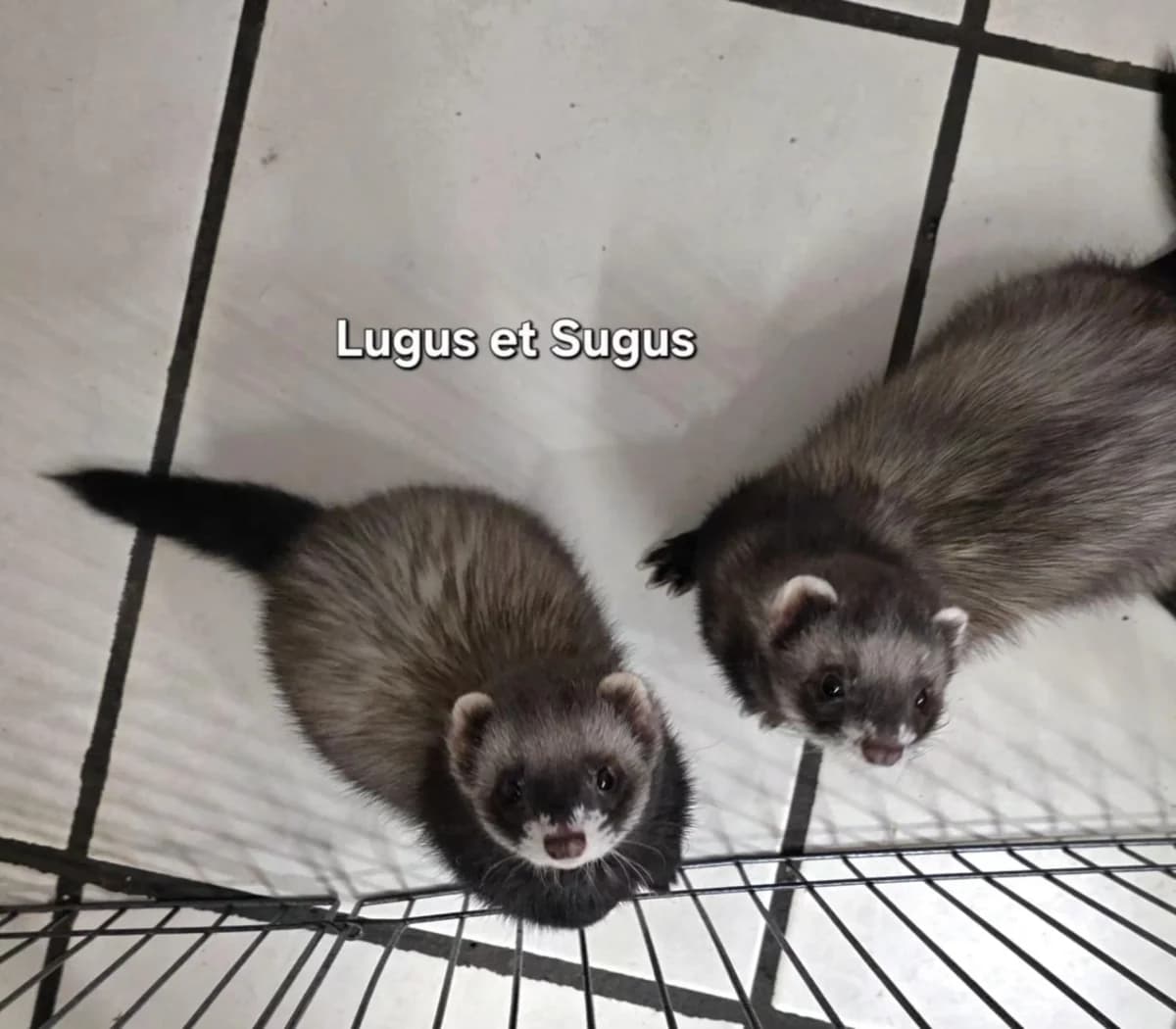 Sugus et Lugus, female Mixed Breed for adoption at Protection du Furet
