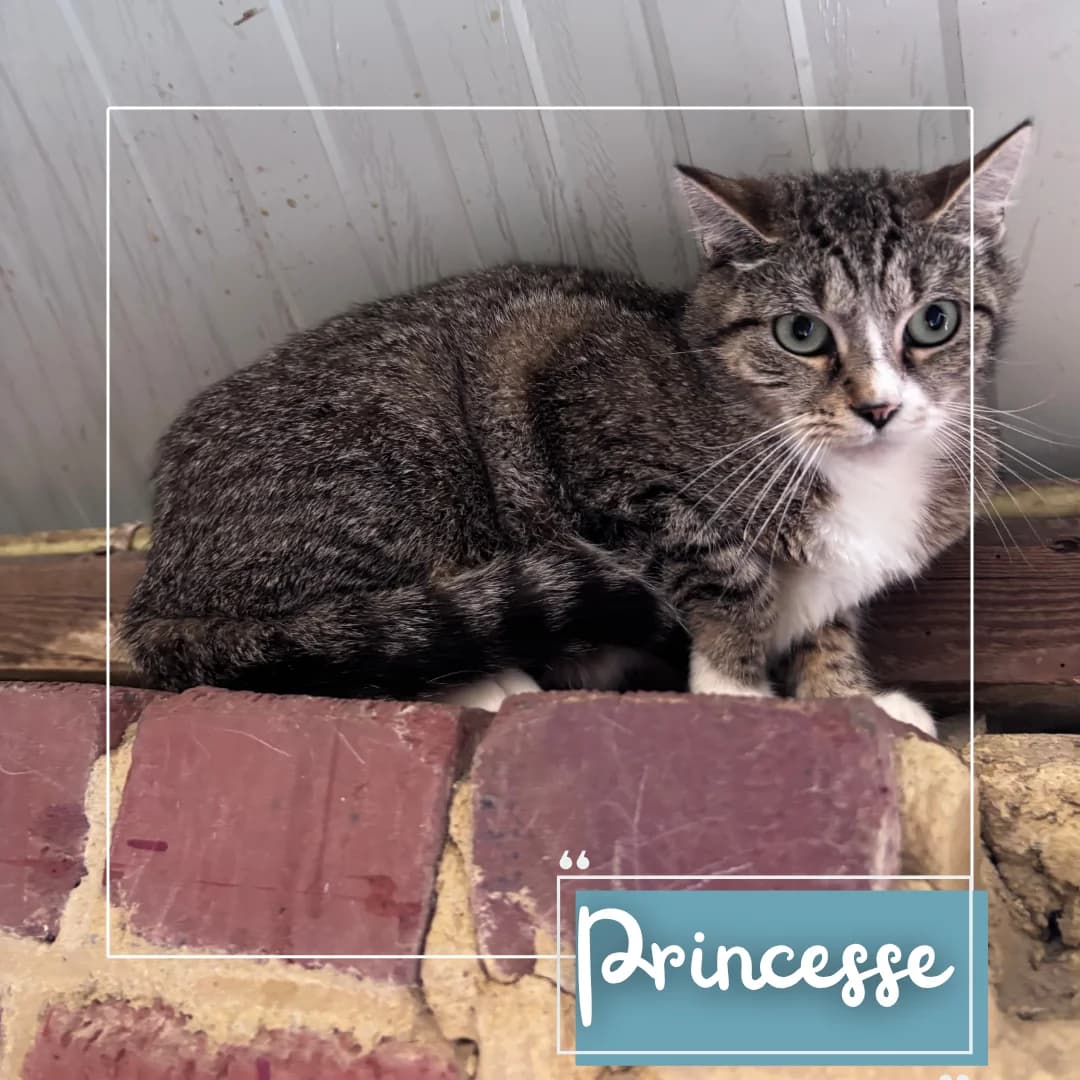 Princesse, female Mixed Breed for adoption at Refuge Des Collines