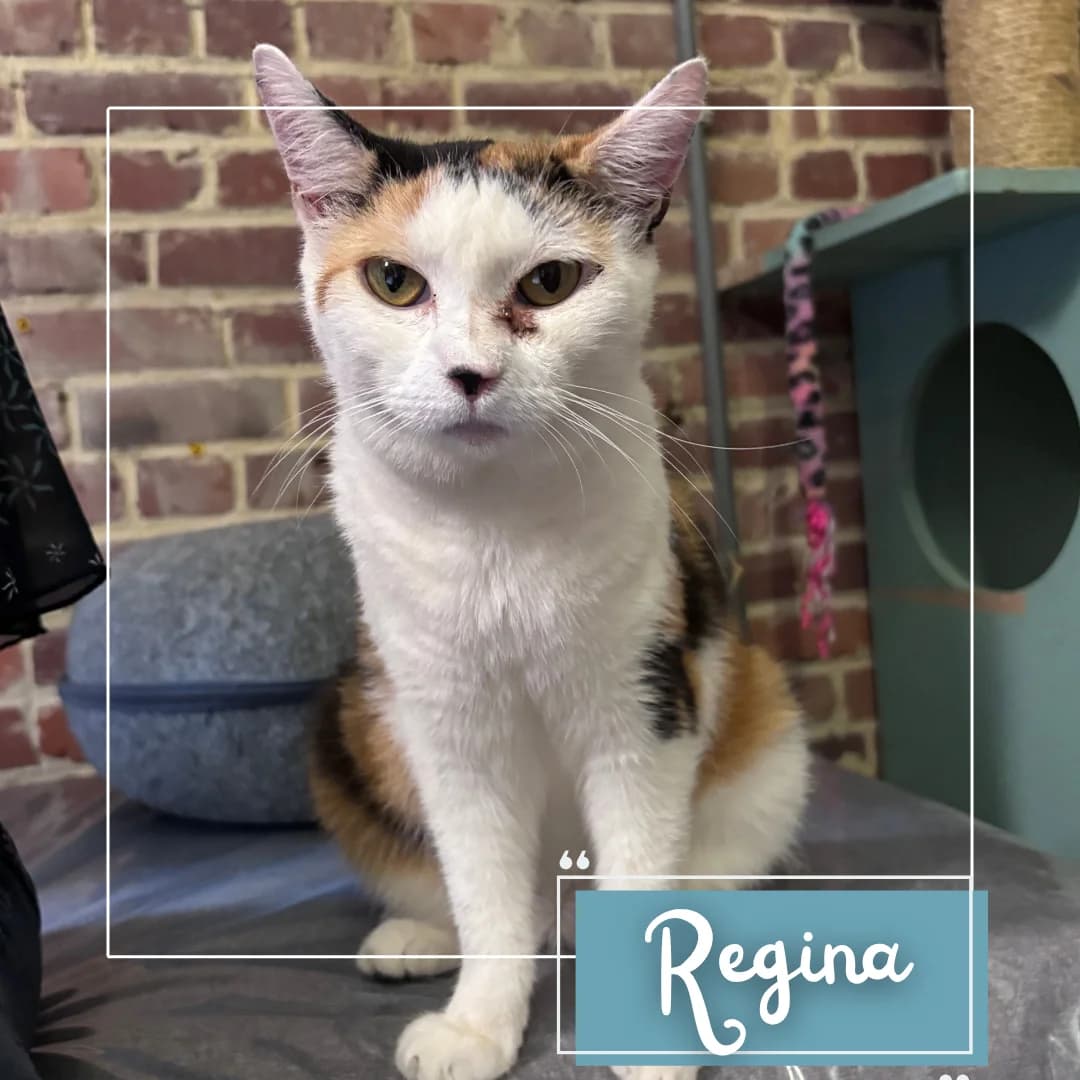 Régina, female Mixed Breed for adoption at Refuge Des Collines