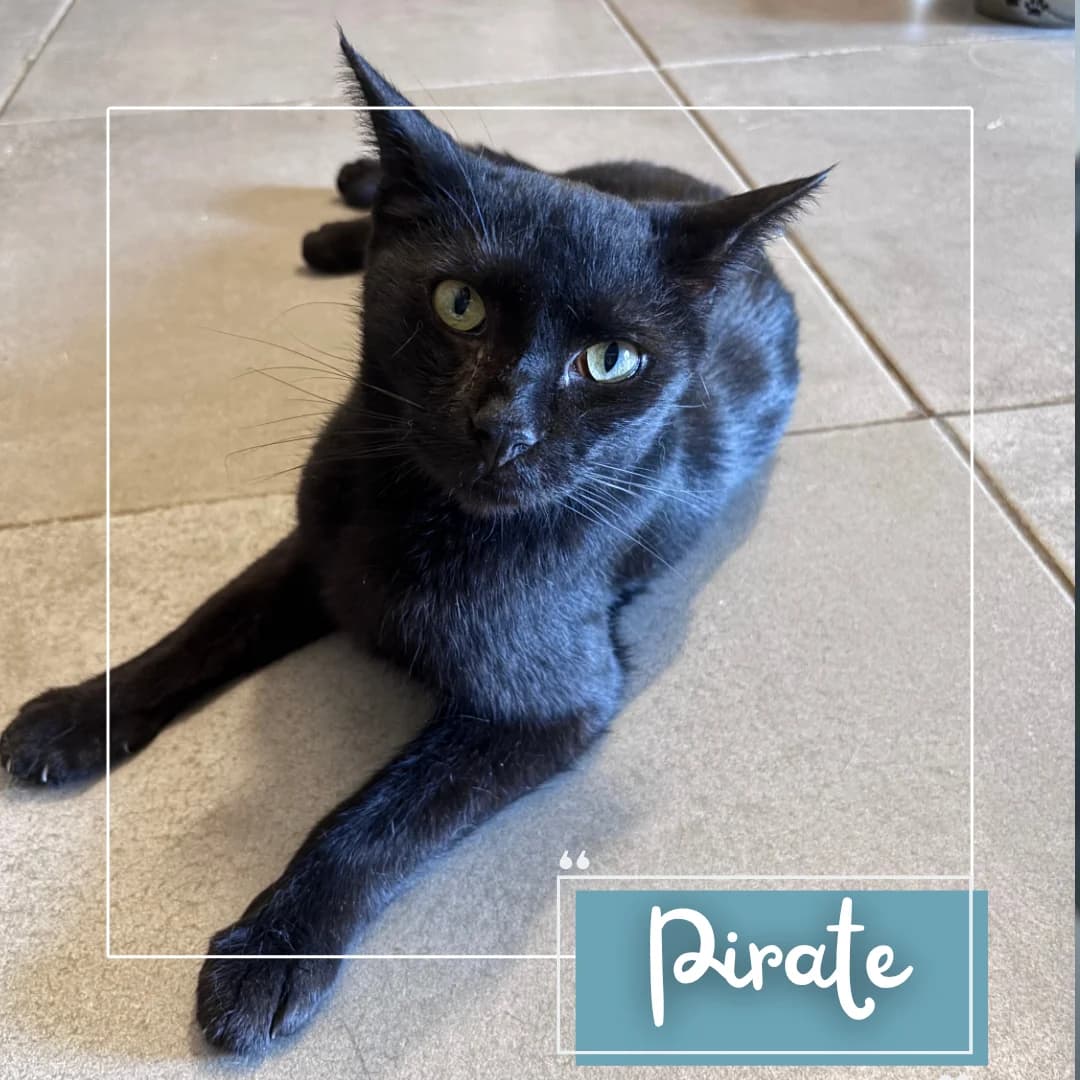 Pirate, male Mixed Breed for adoption at Refuge Des Collines