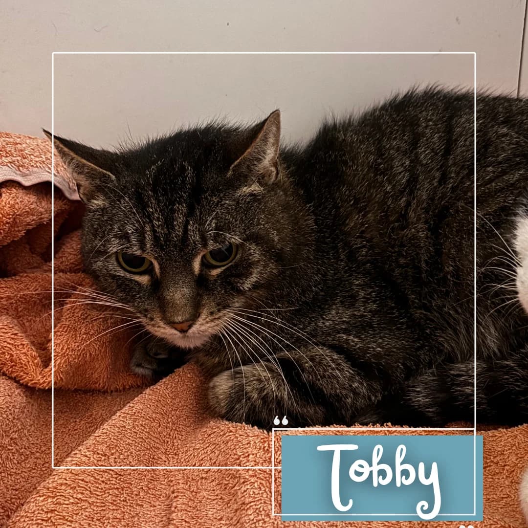 Tobby, male Mixed Breed for adoption at Refuge Des Collines