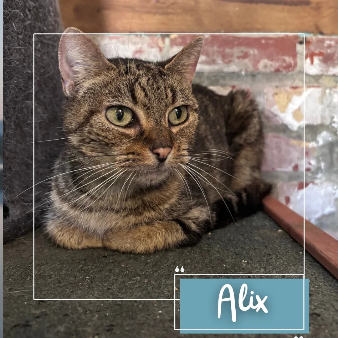 Alix, female Mixed Breed for adoption at Refuge Des Collines