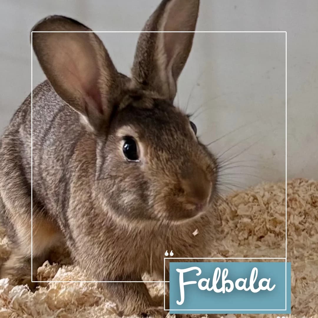 Falbala, female Mixed Breed for adoption at Refuge Des Collines