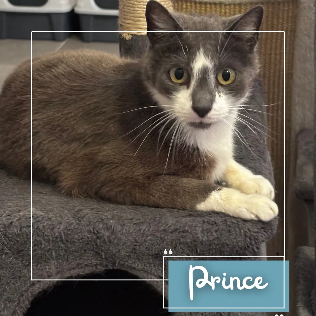 Prince, male Mixed Breed for adoption at Refuge Des Collines