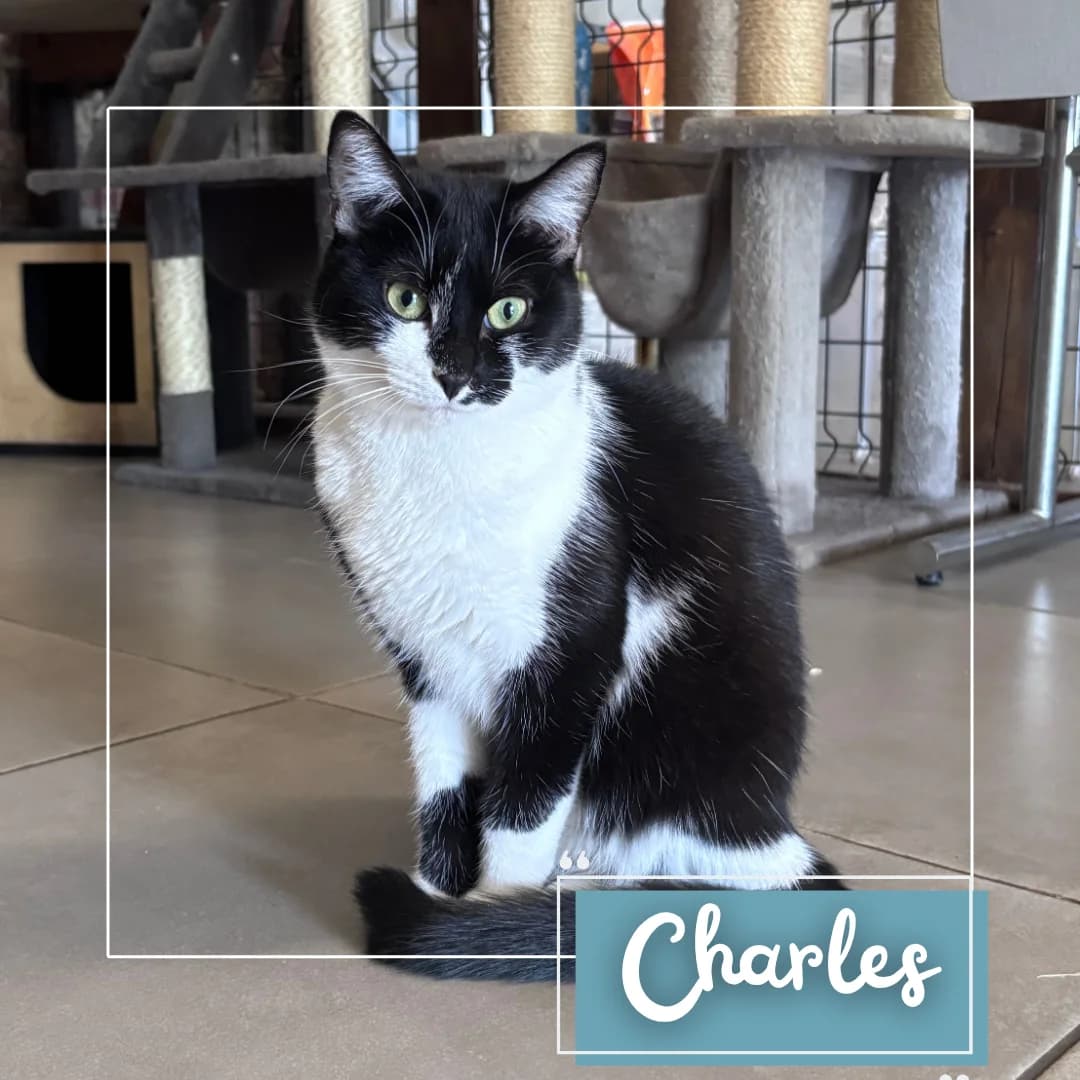 Charles, male Mixed Breed for adoption at Refuge Des Collines