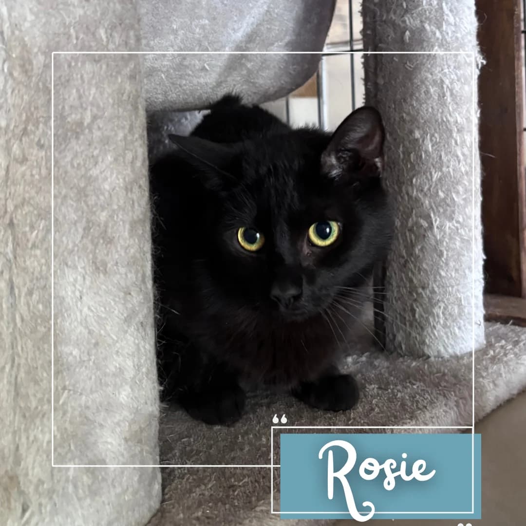 Rosie, female Mixed Breed for adoption at Refuge Des Collines